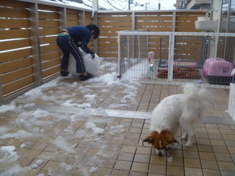 犬の名前はミント